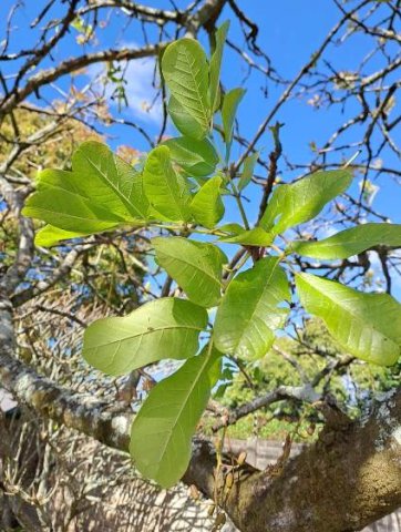 Kigelia africana spring leaves